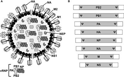 Live attenuated influenza A virus vaccines with modified NS1 proteins for veterinary use